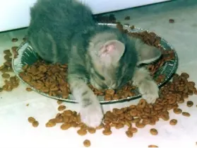 Parts Pooling Image 1 Parts Pooling Image 1